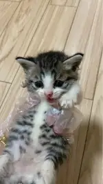 9月11日烟台市龙口市怡园小区领养猫,宠物猫,猫咪【领养启示/启事】