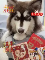 9月13日儋州市那大镇领养阿拉斯加犬【领养启示/启事】