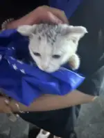 9月13日九江市江西财经职业学院八里湖校区领养猫,宠物猫,猫咪【领养启示/启事】