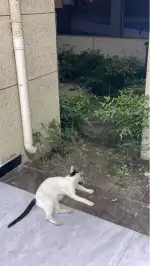 9月14日杭州市上城区笕桥街道百郦玲珑府领养猫,宠物猫,猫咪【领养启示/启事】