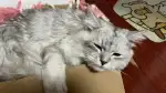 9月16日蚌埠市淮上人家捡到流浪猫,宠物猫,猫咪【猫招领启示/启事】