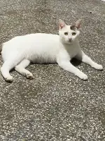 9月17日东莞市长安镇领养猫,宠物猫,猫咪【领养启示/启事】