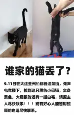 9月11日大连市金州区栢都荟附近先声电竞楼下捡到流浪猫,宠物猫,猫咪【猫招领启示/启事】