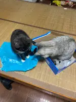 9月19日台州市临海市汛桥镇领养猫,宠物猫,猫咪【领养启示/启事】