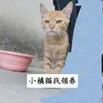 9月24日盐城市盐都区万达广场领养橘猫【领养启示/启事】