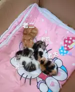 9月25日湖州市安吉县天荒坪镇余村领养猫,宠物猫,猫咪【领养启示/启事】