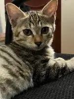 9月25日珠海市金湾区三灶镇领养猫,宠物猫,猫咪【领养启示/启事】