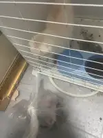 9月28日阜阳市安徽阜阳颍东领养猫,宠物猫,猫咪【领养启示/启事】