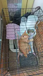 9月3日贵阳市贵州贵阳领养猫,宠物猫,猫咪【领养启示/启事】