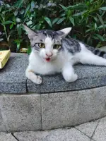 9月3日南宁市青秀区凯业花园一区领养猫,宠物猫,猫咪【领养启示/启事】