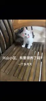 9月5日湖州市德清县兴山小区中区领养田园猫,家猫【领养启示/启事】