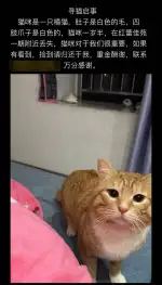 8月28日无锡市新吴区红蕾佳苑一期走失橘猫【寻橘猫启示/启事】