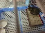 9月7日宿迁市沭阳县贤官镇新城花园领养猫,宠物猫,猫咪【领养启示/启事】