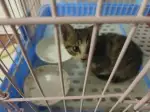 9月7日宿迁市沭阳县贤官镇新城花园领养猫,宠物猫,猫咪【领养启示/启事】