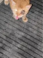 2月28日上海市浦东新区川沙路川沙镇5107号发现流浪猫,宠物猫,猫咪【流浪猫线索】