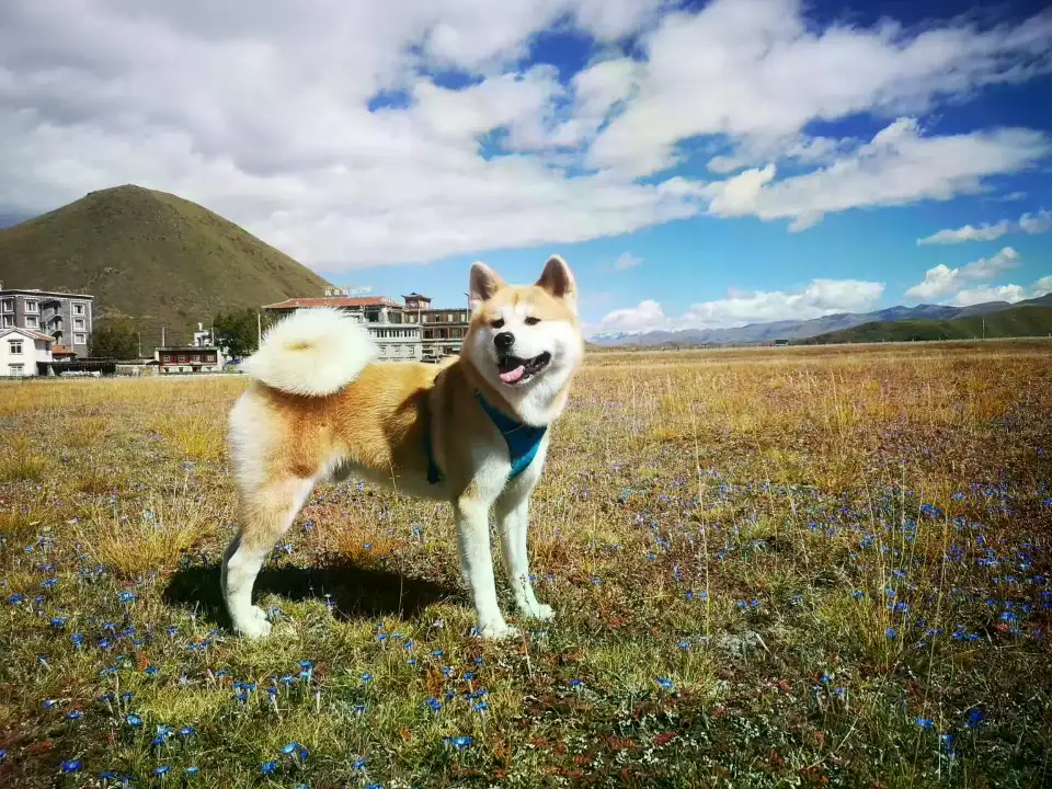 10月6日绵阳市13778121166走失雄性秋田犬【寻秋田犬启示/启事】