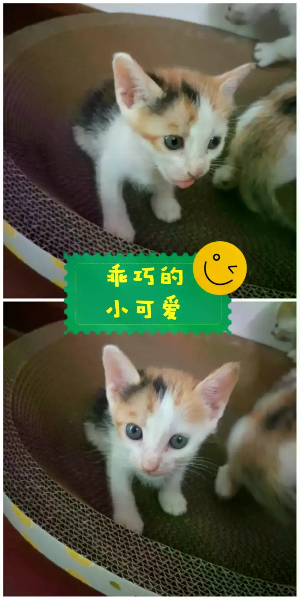 11月4日东莞市塘厦镇领养猫,宠物猫,猫咪【领养启示/启事】