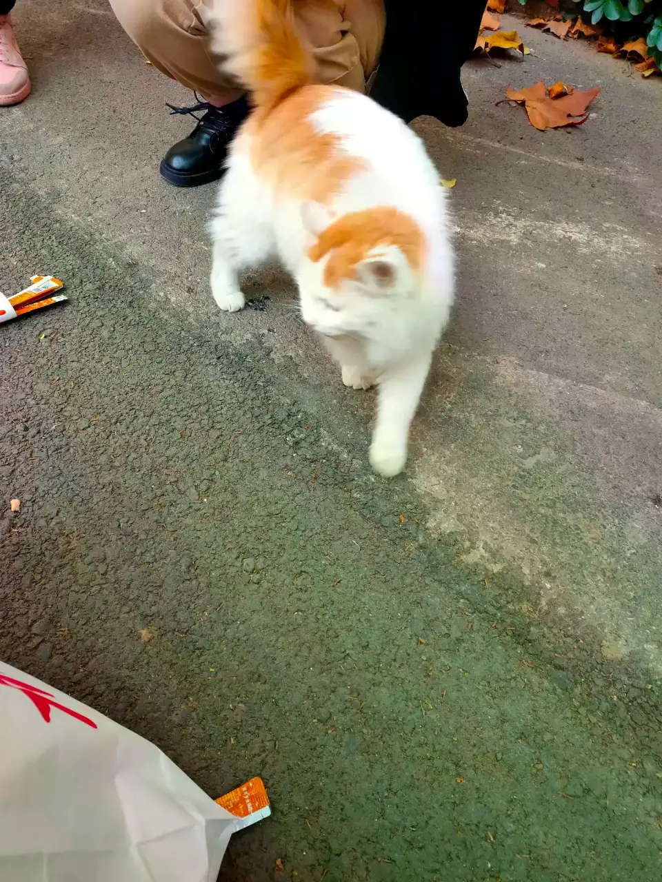 10月31日衡水市桃城区衡水学院校内捡到流浪猫,宠物猫,猫咪【招领启示/启事】