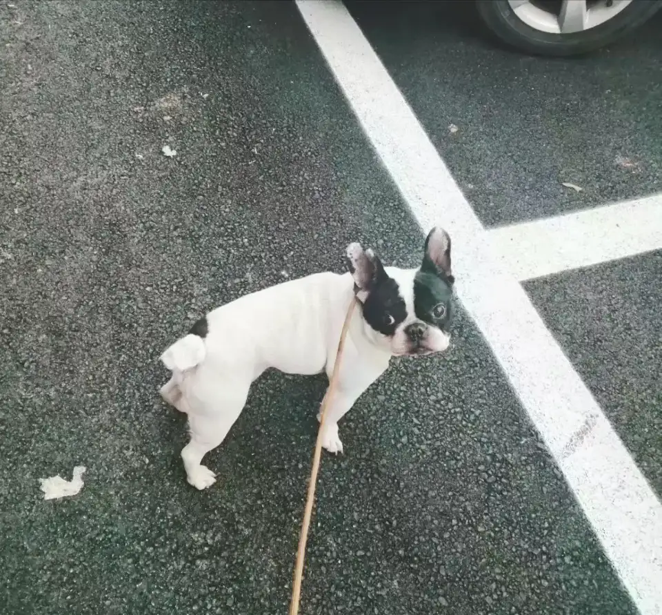 12月16日临沂市沂南县安居小区附近走失法国斗牛犬,法兰西斗牛犬【寻法国斗牛犬启示/启事】