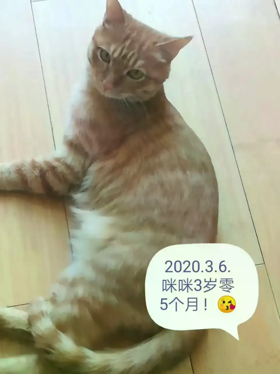 3月30日大庆市领养猫,宠物猫,猫咪【领养启示/启事】