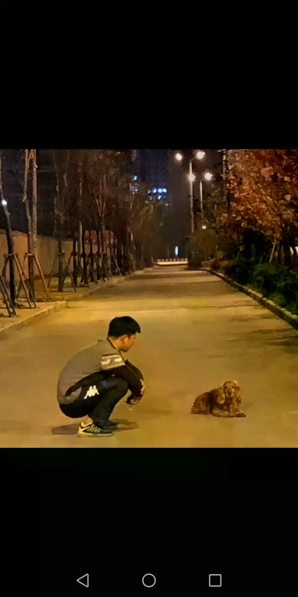 3月30日阜阳市临泉县县政府旁边花园发现流浪猎鹬犬,可卡犬【寻可卡犬启示/启事】