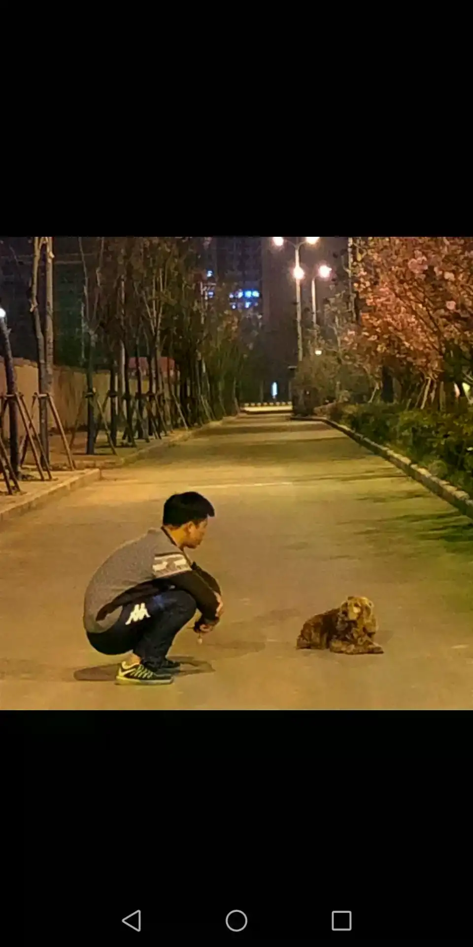 3月30日阜阳市临泉县县政府旁边花园发现流浪猎鹬犬,可卡犬【寻可卡犬启示/启事】