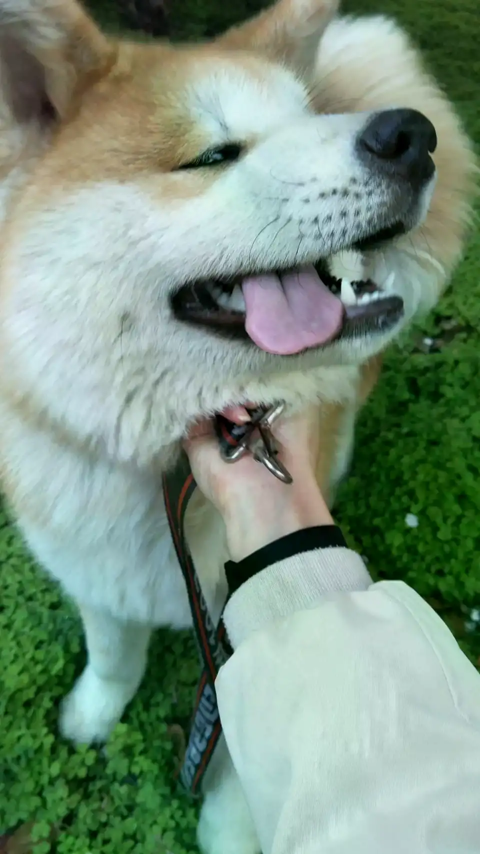 5月9日常州市武进区湖塘镇武宜中路禾慧园走失雄性秋田犬【寻秋田犬启示/启事】