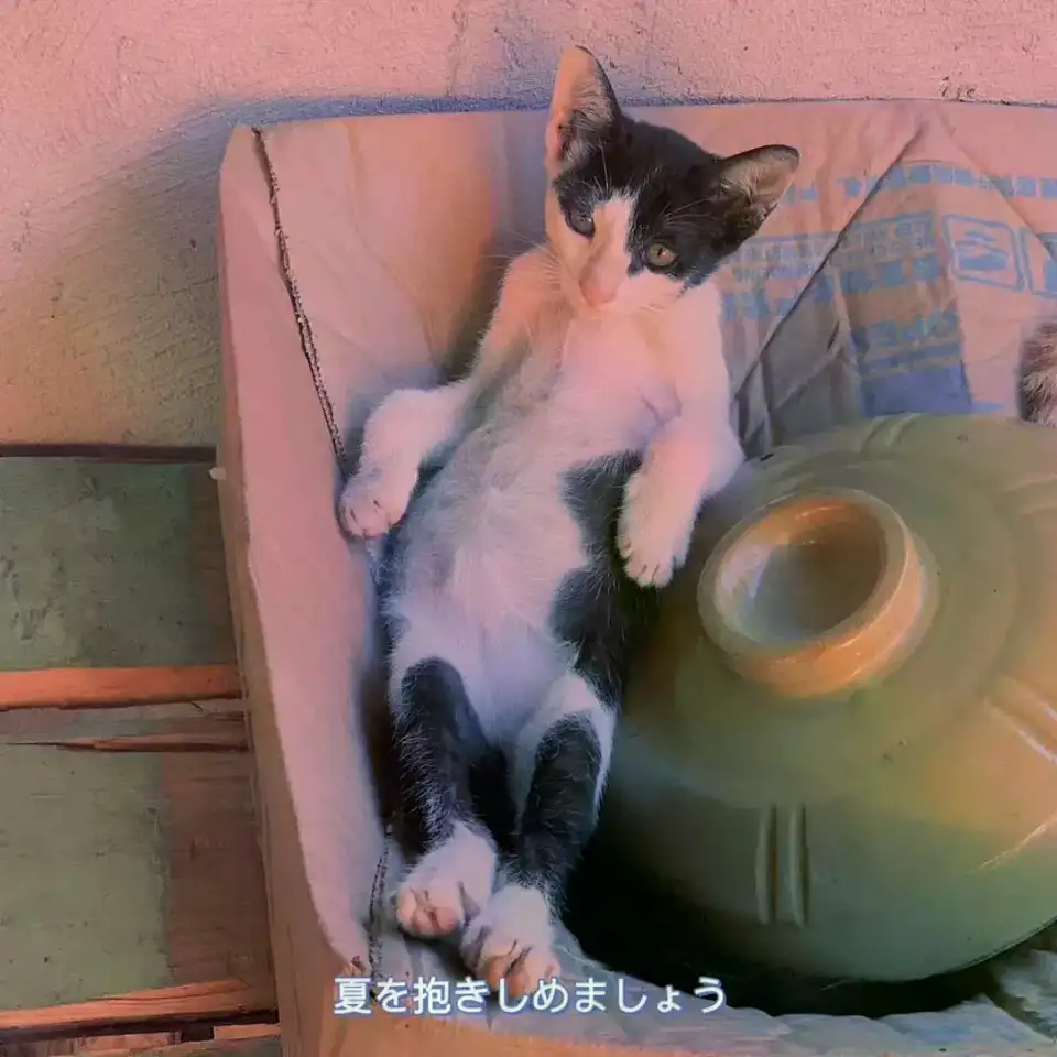 7月19日汕头市潮阳区创二代宠物生活馆领养猫,宠物猫,猫咪【领养启示/启事】