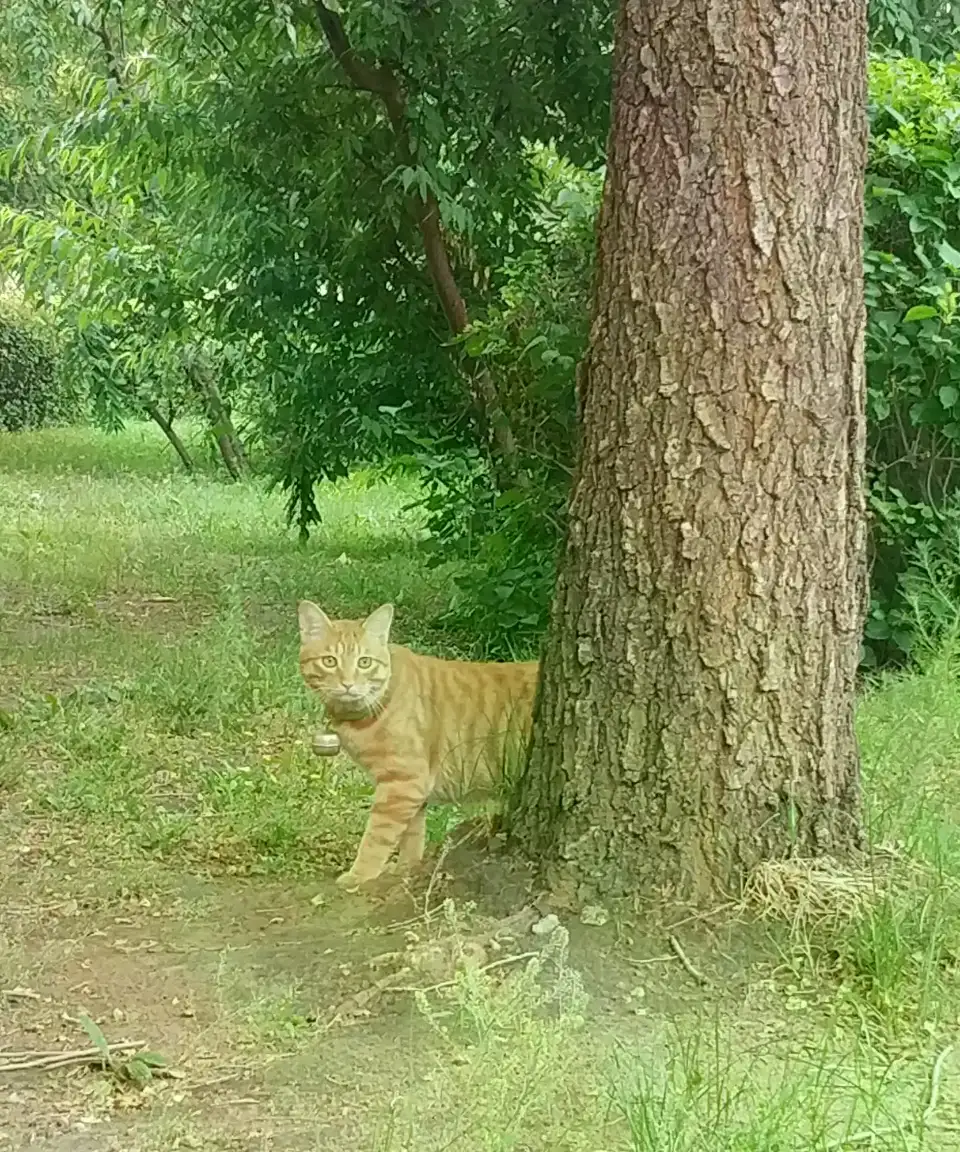 7月17日松原市宁江区江南青松小区走失雄性橘猫【寻橘猫启示/启事】