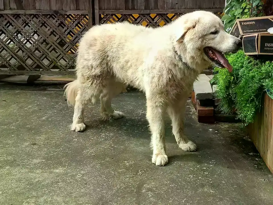 7月28日宜昌市夷陵区夷陵广场西牛记手作门口发现流浪大白熊犬,比利牛斯山地犬【流浪大白熊犬线索】