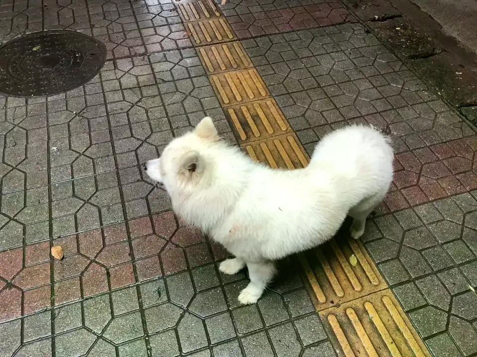 9月17日株洲市醴陵市城市风景附近发现流浪萨摩耶【流浪萨摩耶线索】