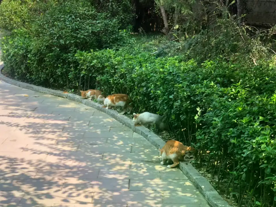 10月15日济南市市中区中山公园发现流浪猫,宠物猫,猫咪【流浪猫线索】