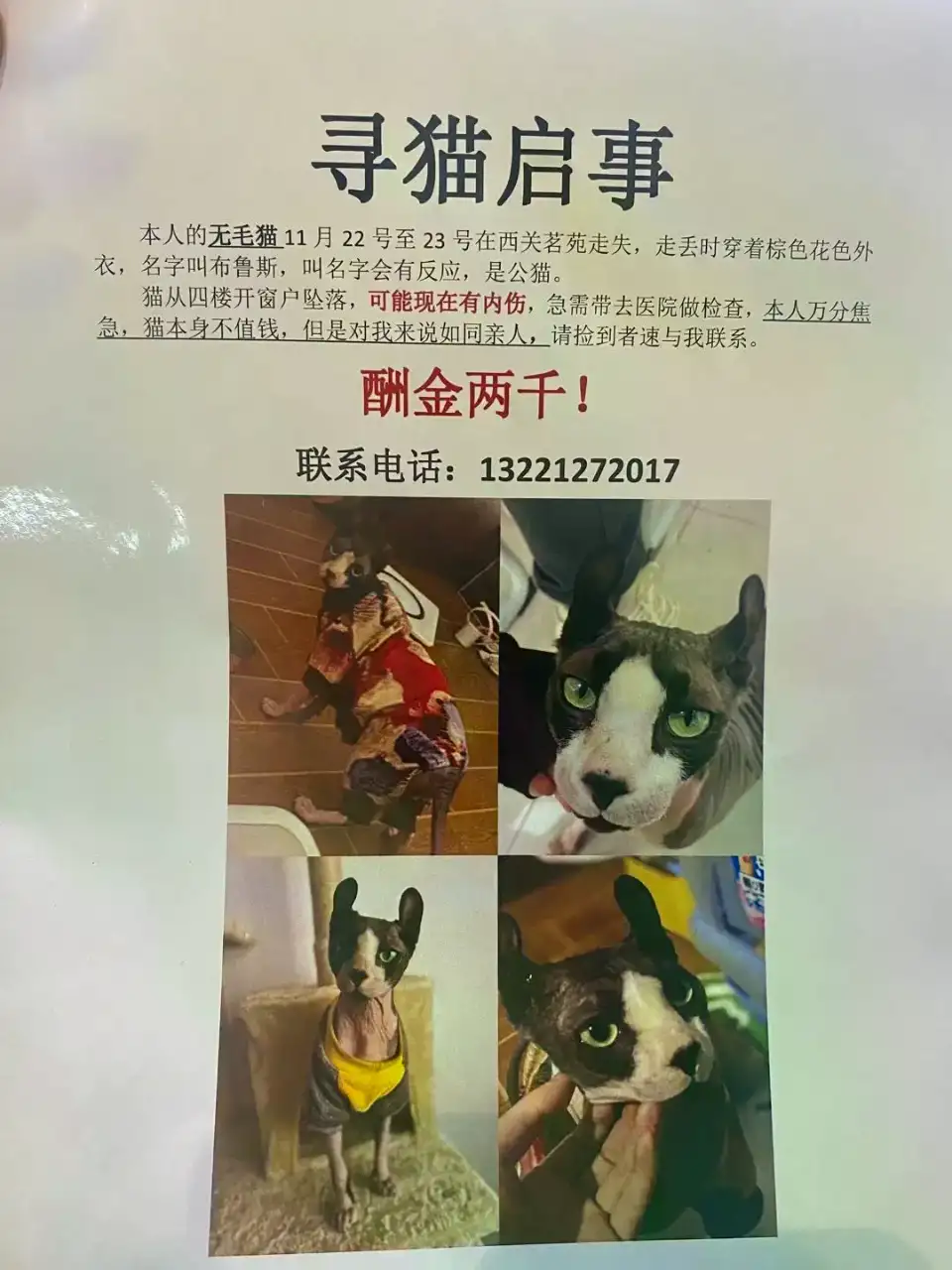 11月22日金华市婺城区江南西关茗苑走失加拿大无毛猫,斯芬克斯猫【寻加拿大无毛猫启示/启事】