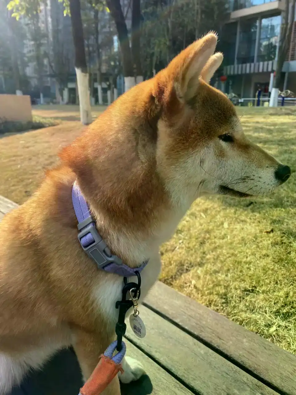 2月4日成都市武侯区天府一街两江国际附近走失秋田犬【寻秋田犬启示/启事】