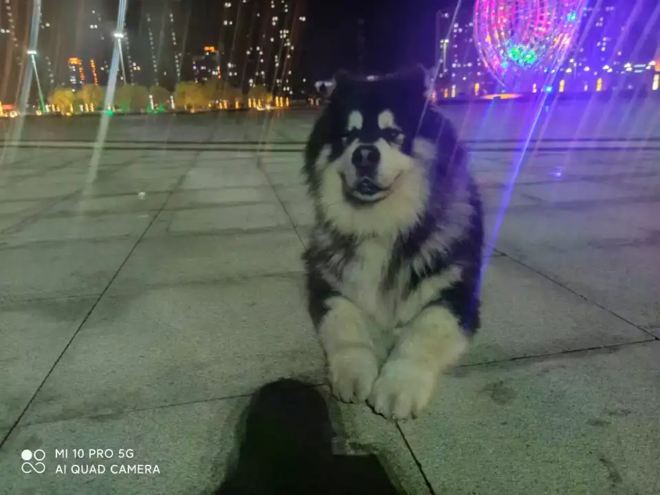 3月1日黑河市北安市站北路九道街走失阿拉斯加犬【寻阿拉斯加犬启示/启事】