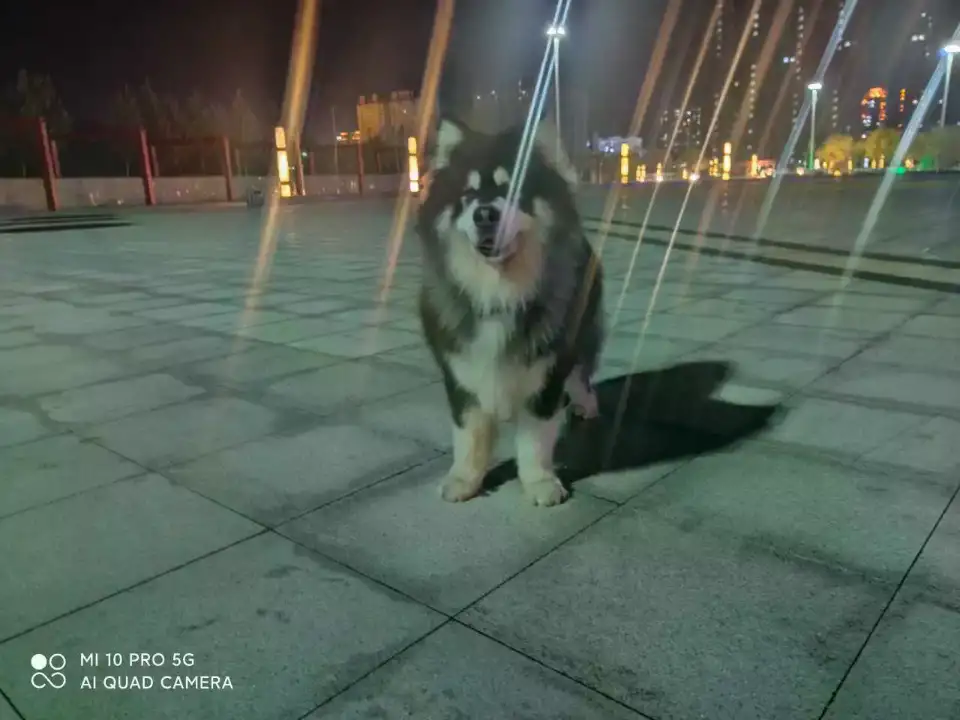 3月1日黑河市北安市站北路九道街走失阿拉斯加犬【寻阿拉斯加犬启示/启事】