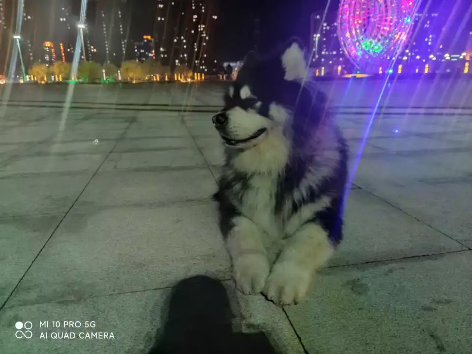 3月1日黑河市北安市站北路九道街走失阿拉斯加犬【寻阿拉斯加犬启示/启事】