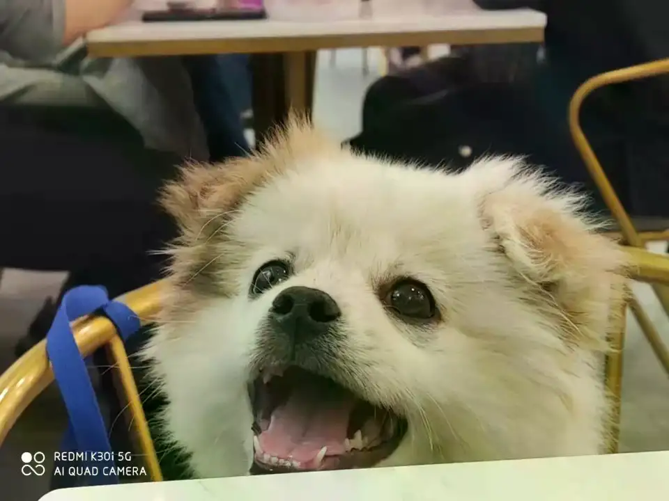 3月27日莆田市仙游县郊尾农村四岔路口右拐处走失土狗,柴犬,田园犬,中华田园犬【寻土狗/田园犬启示/启事】