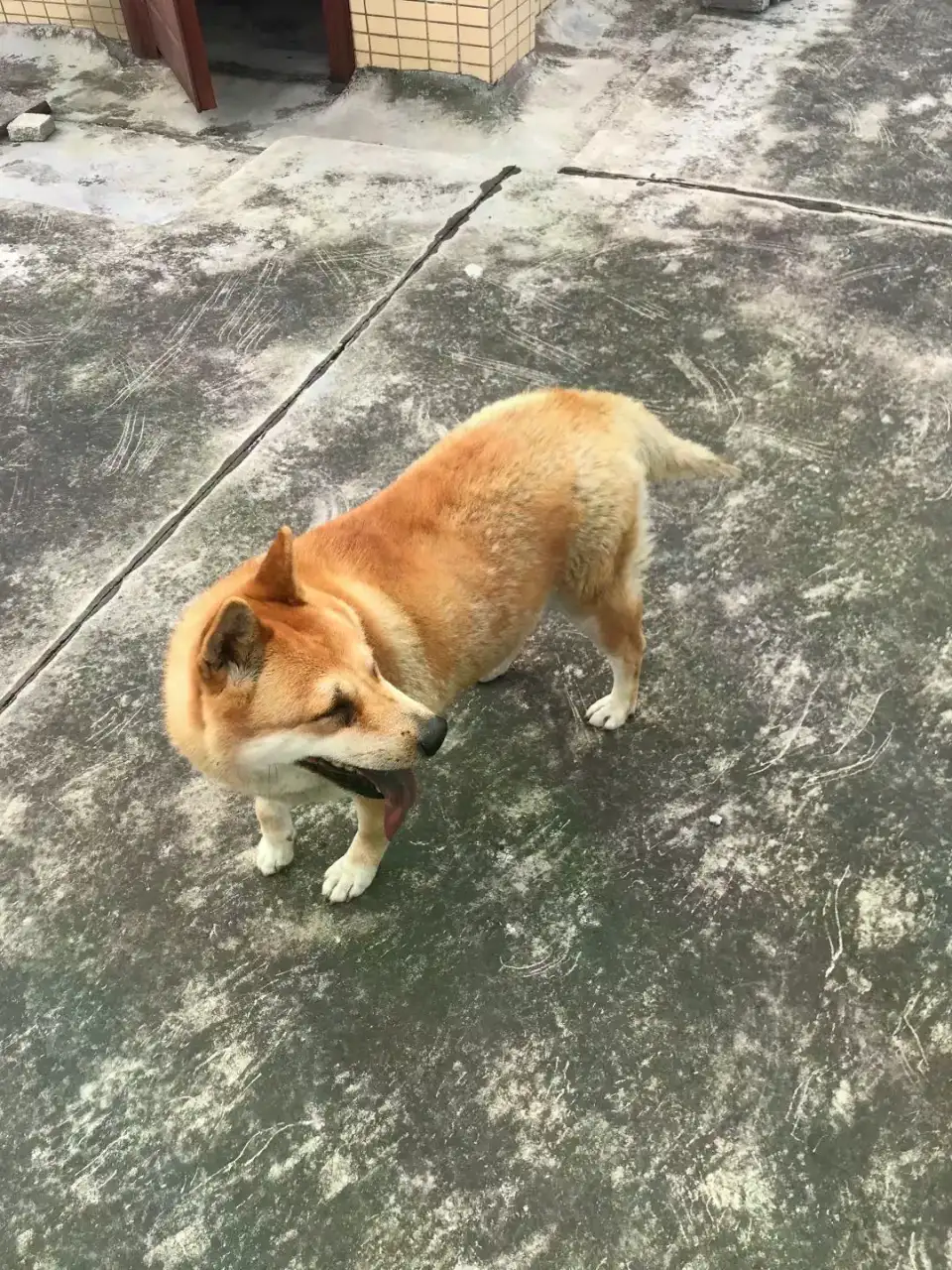 5月18日江门市蓬江区幸福路捡到流浪土狗,柴犬,田园犬,中华田园犬【土狗/田园犬招领启示/启事】