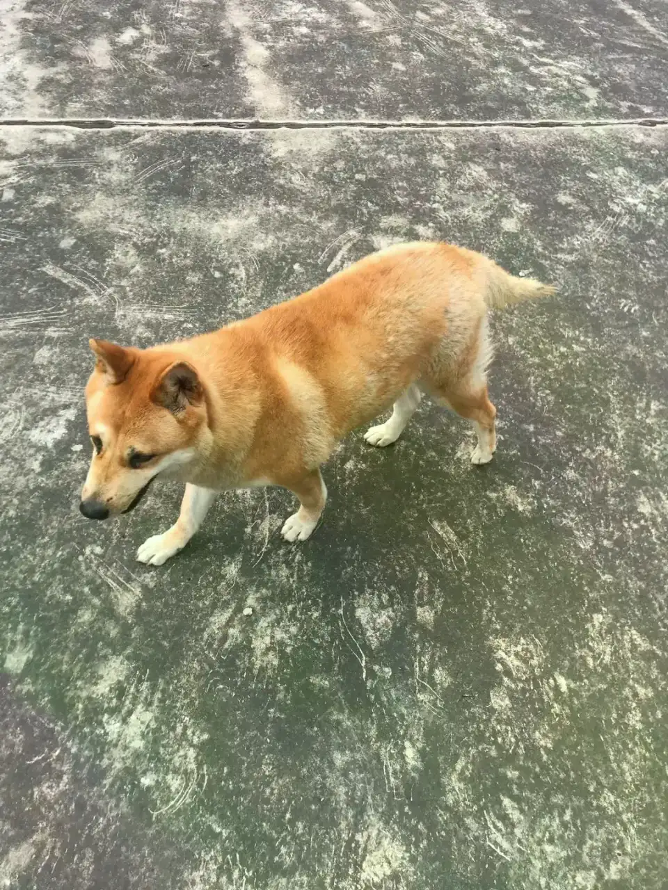 5月18日江门市蓬江区幸福路捡到流浪土狗,柴犬,田园犬,中华田园犬【土狗/田园犬招领启示/启事】