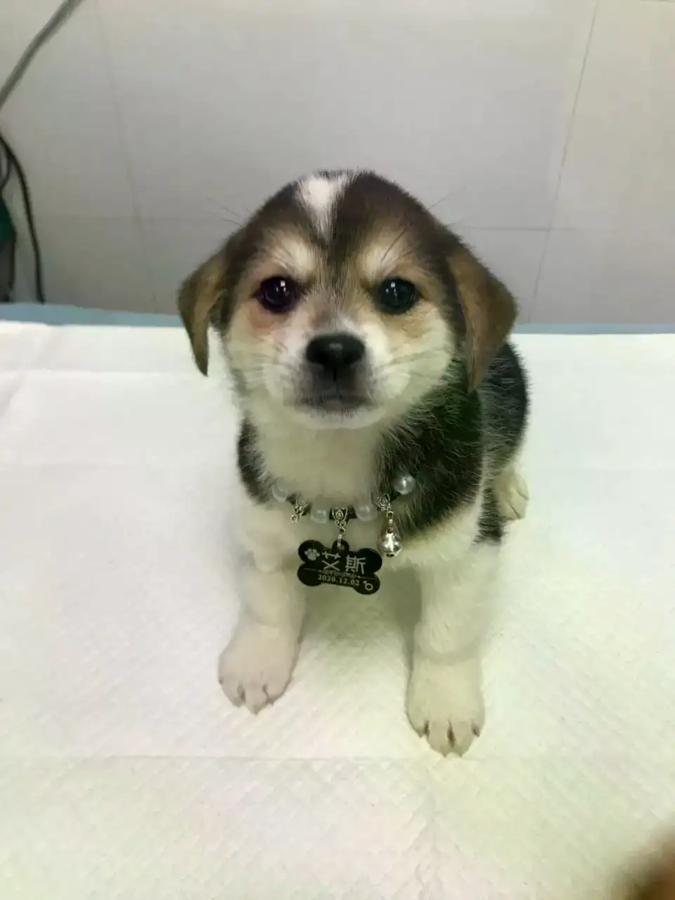 5月22日深圳市福田区汇港名苑领养比格犬,米格鲁猎犬【领养启示/启事】