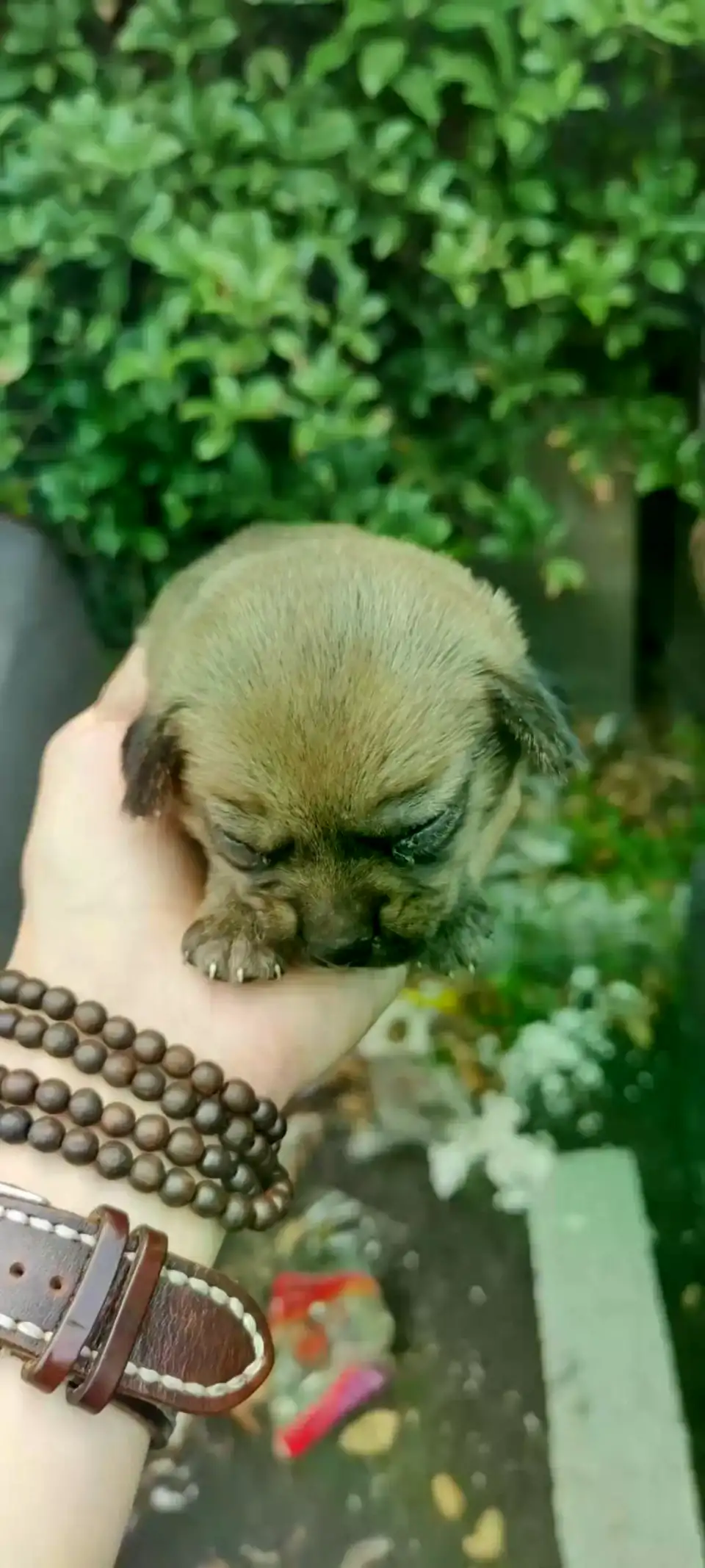 6月13日上海市松江区上海市松江区领养土狗,柴犬,田园犬,中华田园犬【领养启示/启事】