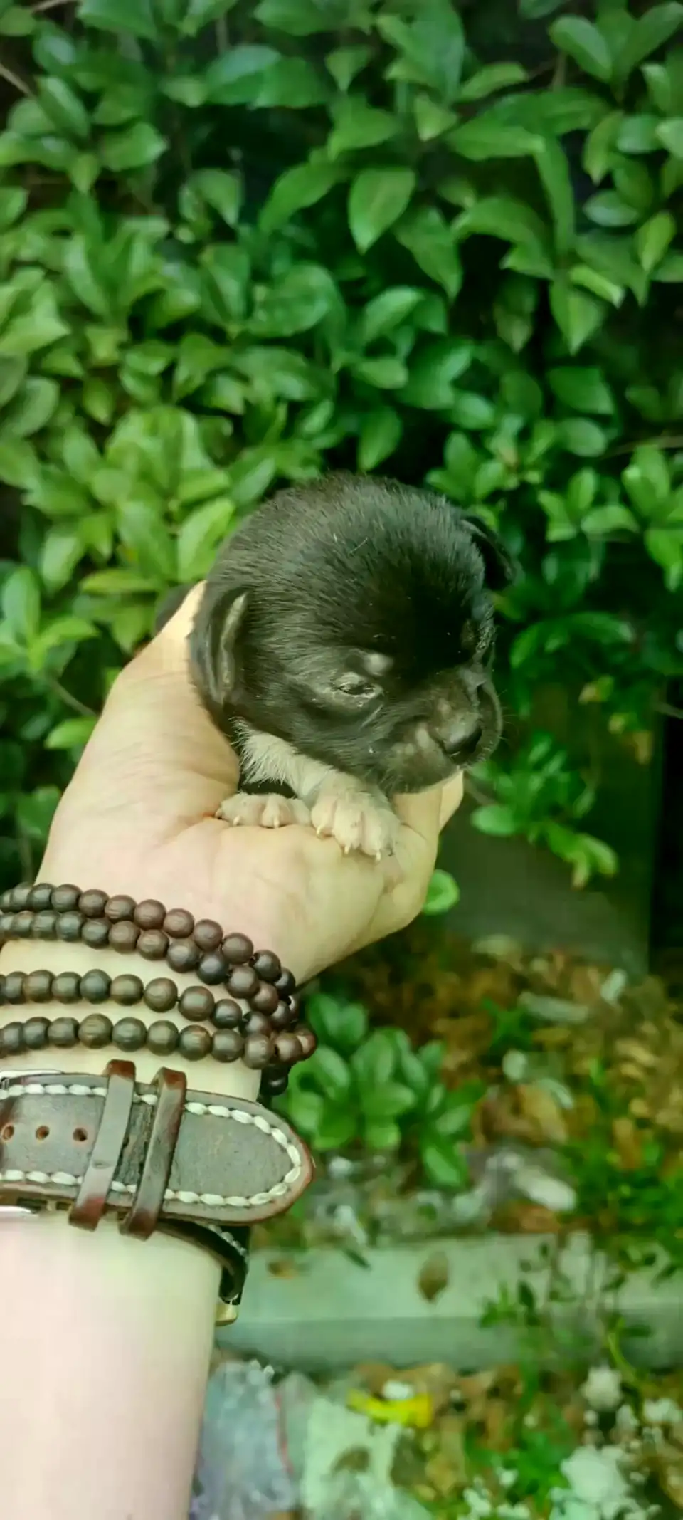 6月13日上海市松江区上海市松江区领养土狗,柴犬,田园犬,中华田园犬【领养启示/启事】