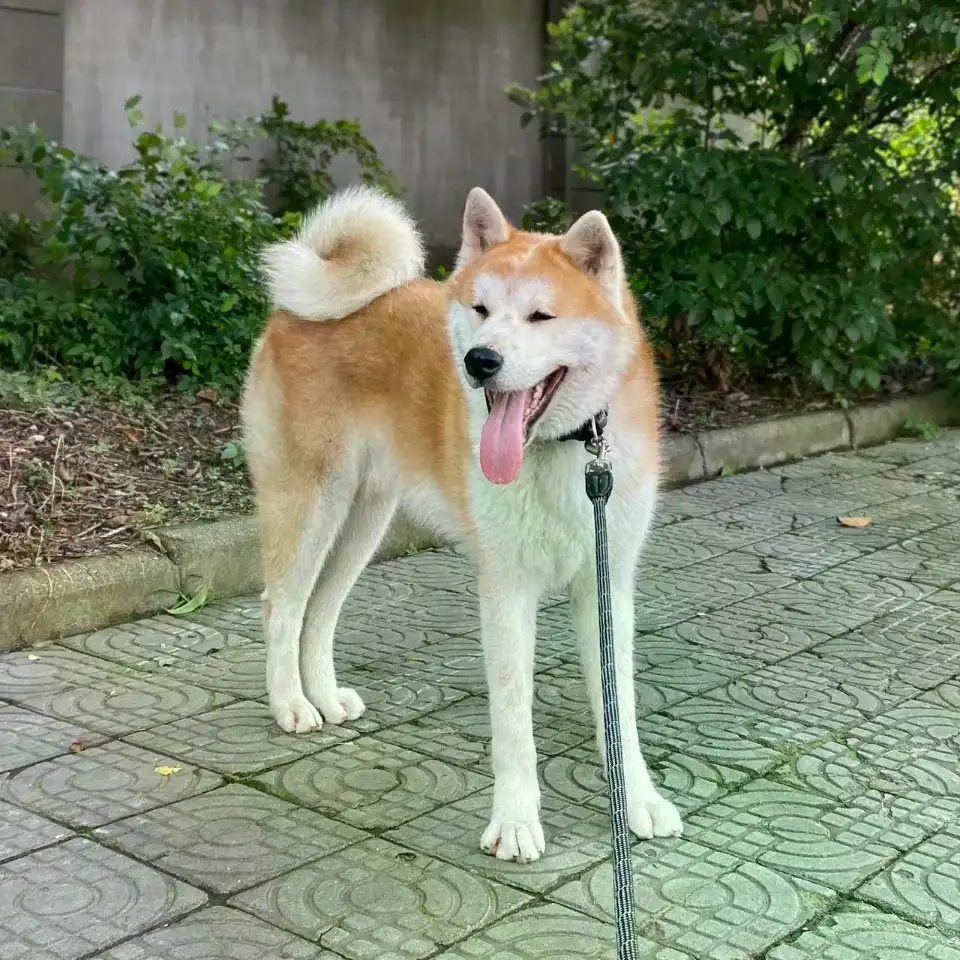 6月22日宁波市慈溪市人民公园附近走失秋田犬【寻秋田犬启示/启事】