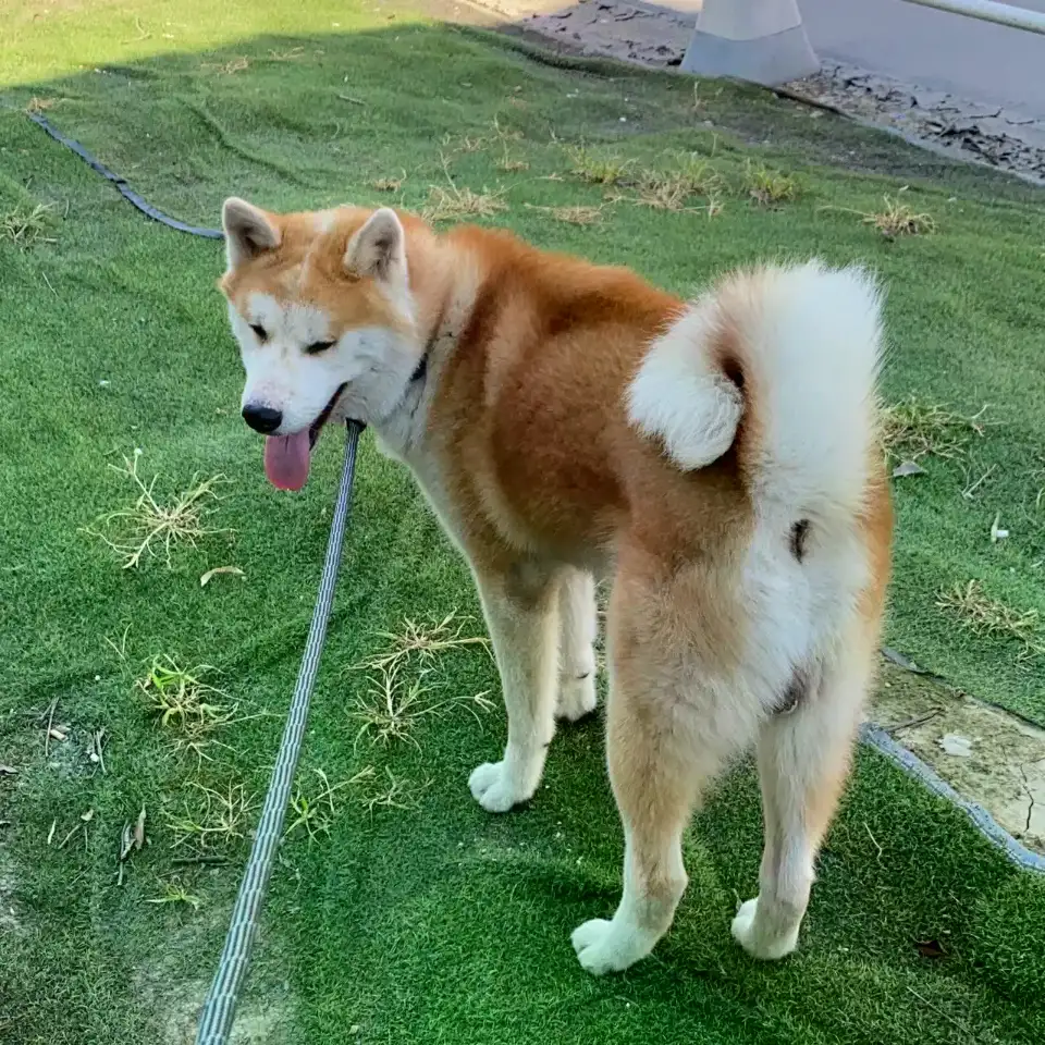 6月22日宁波市慈溪市人民公园附近走失秋田犬【寻秋田犬启示/启事】