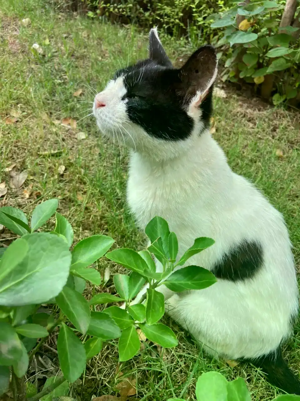 8月2日临沂市兰山区沂龙湾慧园发现流浪田园猫,家猫【流浪田园猫/家猫线索】