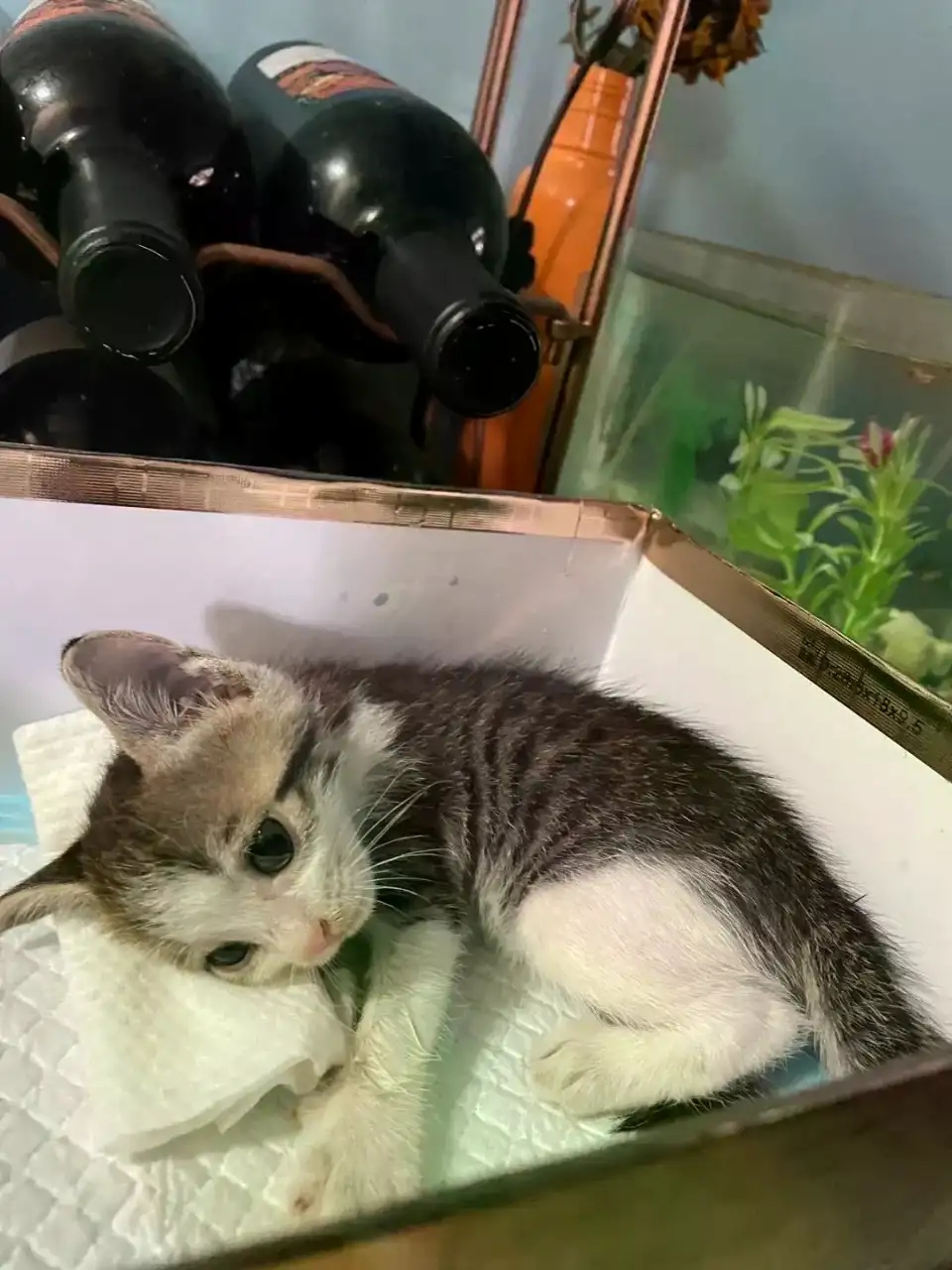 8月5日南宁市江南区尧头岭小区捡到流浪猫,宠物猫,猫咪【猫招领启示/启事】