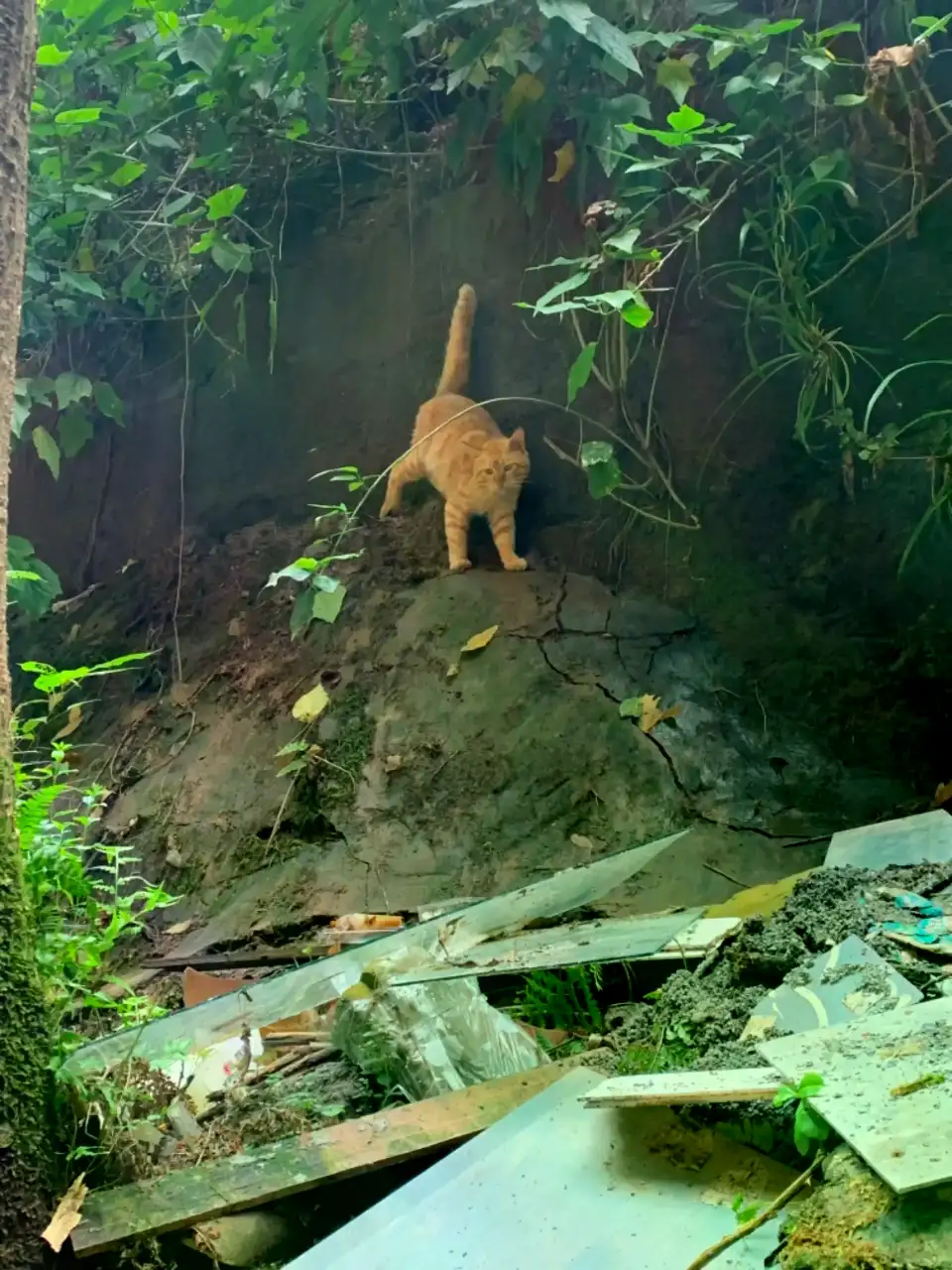 8月1日重庆市綦江区人民医院发现流浪橘猫【流浪橘猫线索】