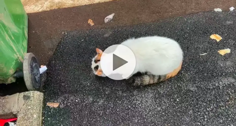 10月6日平顶山市湛河区平顶山工业职业技术学院领养猫,宠物猫,猫咪【领养启示/启事】