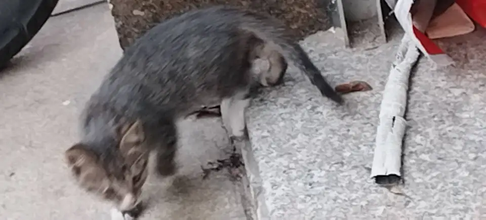 10月25日泉州市丰泽区爱心超市发现流浪狸花猫【流浪狸花猫线索】